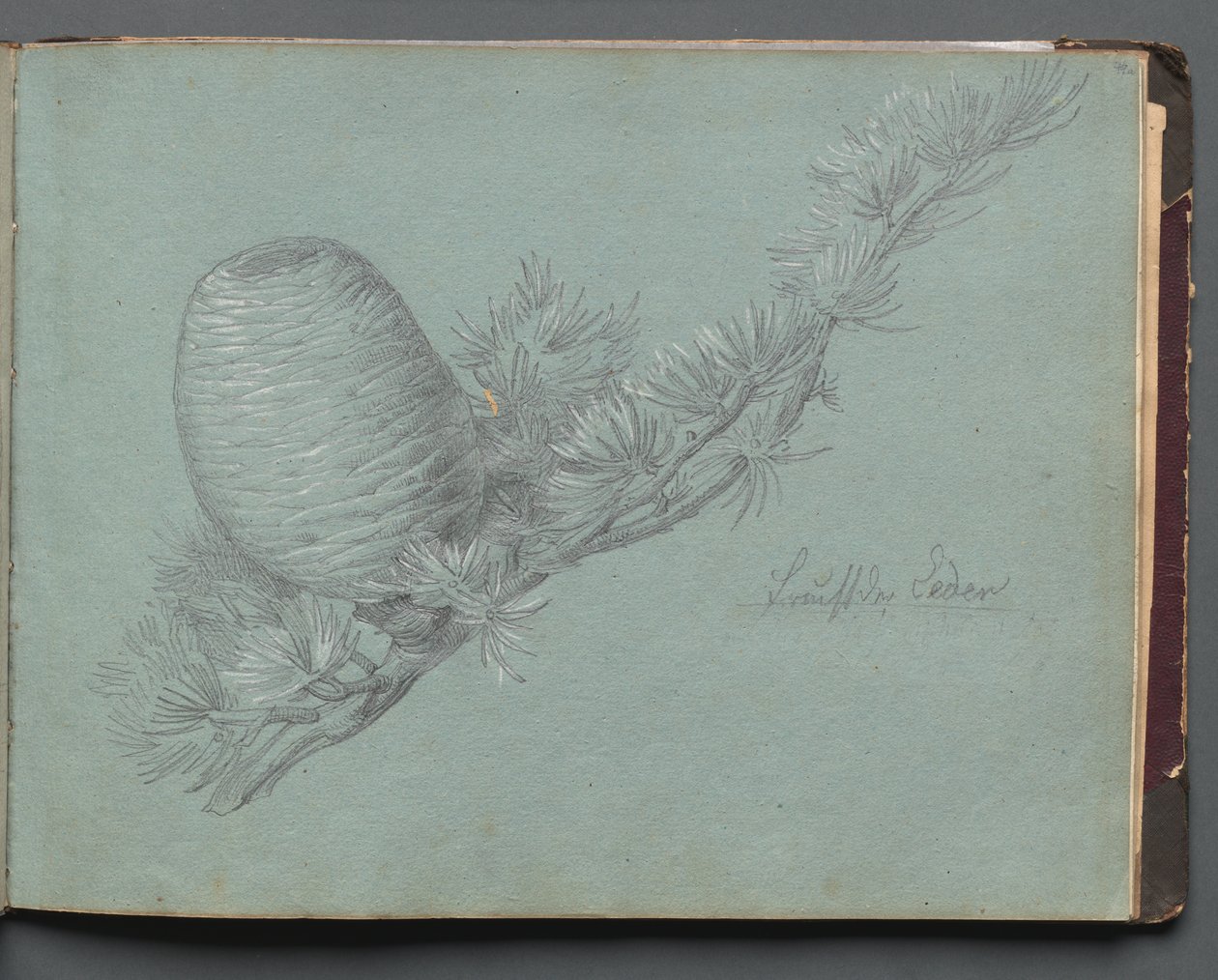 Album med udsigt over Rom og Omegn, Landskabsstudier, side 49a: Studie af en stedsegrøn gren med fyrrekogle af Franz Johann Heinrich Nadorp