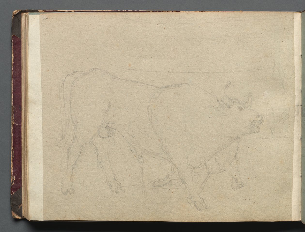 Album med udsigt over Rom og omgivelser, Landskabsstudier, side 51b: Studie af en Tyr. af Franz Johann Heinrich Nadorp