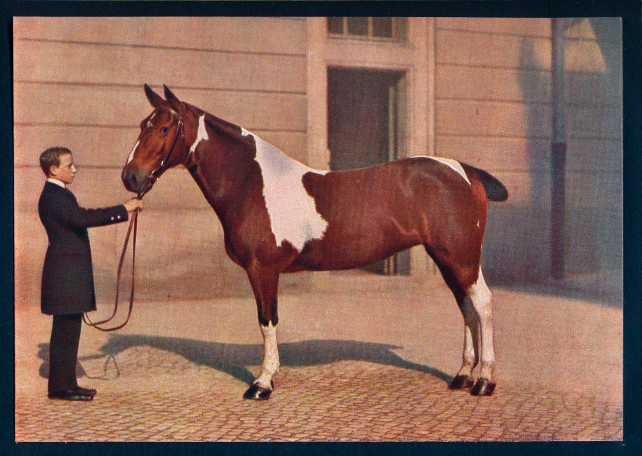Et fotografi af en hest taget med et Zeiss Tessar-objektiv, c1908 af Franz Kuhn