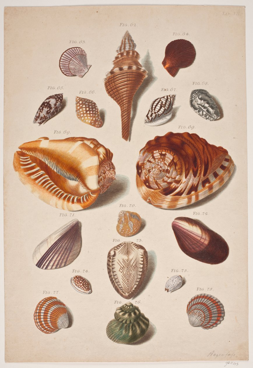 Illustrationsplanche med konkylier af Franz Michael Regenfus
