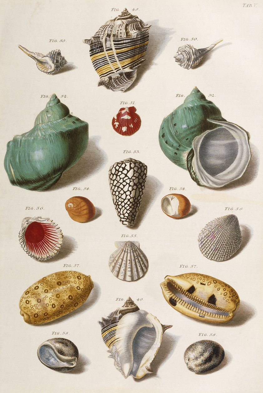 Forskellige muslingeskaller, 1758 af Franz Michael Regenfus