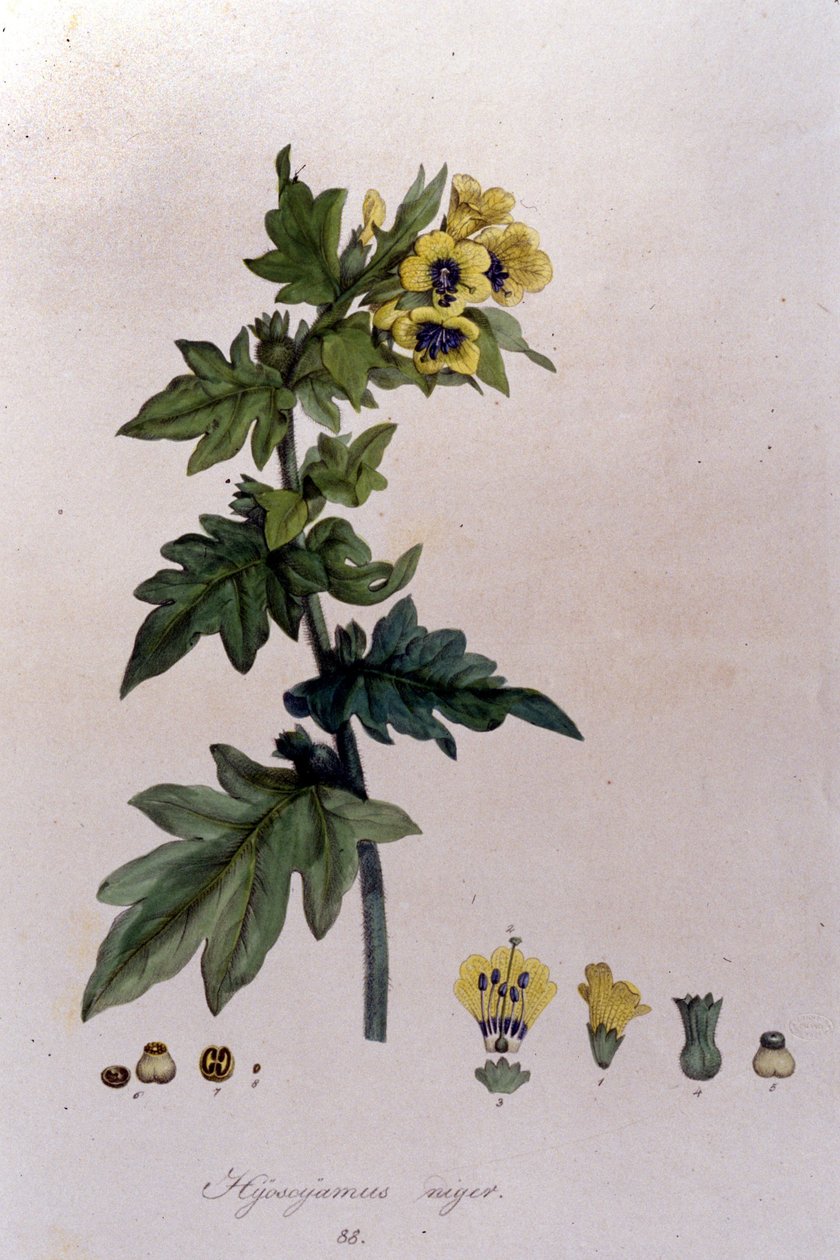 Fra "Flora Monacensis" af F. De Paola De Schrank. München 1816. af Franz Schrank
