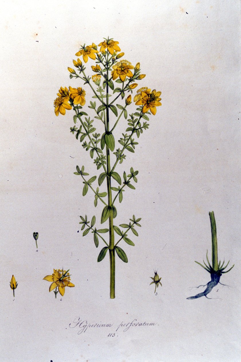 Hypericum eller perikon (perikon) fra F. De Paola De Schranks "Flora Monacensis". München 1816 af Franz Schrank