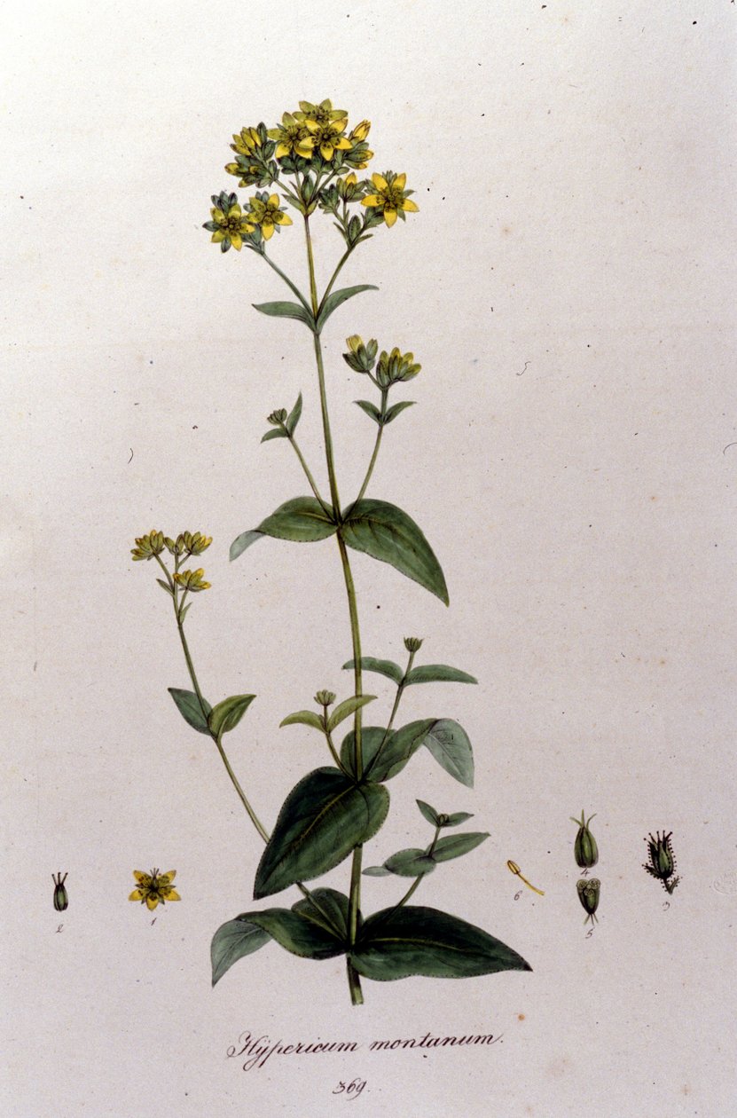 Bjerget hypericum eller en tusind-urt (perikon) fra F. De Paola De Schranks "Flora Monacensis". München 1816 af Franz Schrank