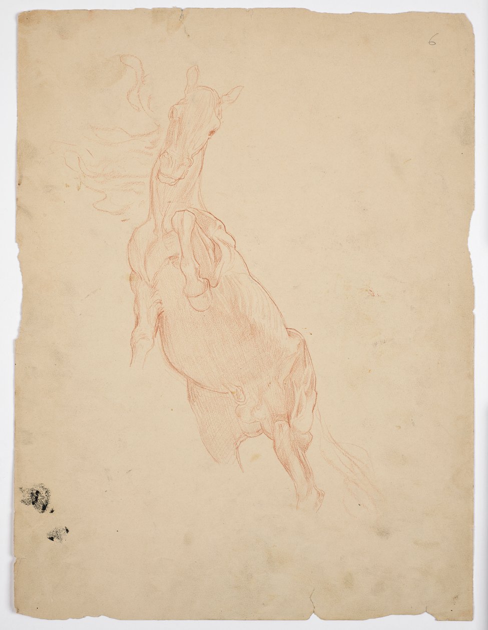 Studier af en opvoksende hest af Franz von Matsch