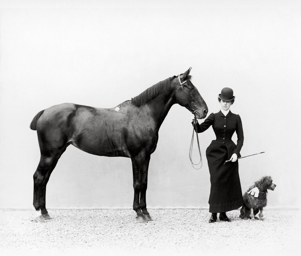 Portræt af Miss Walsh med en hest og en miniaturepuddel i Villa di Montefonte, i Poggio Imperiale-området i Firenze, ca. 1890 (glasplade) af Fratelli Alinari Fratelli Alinari