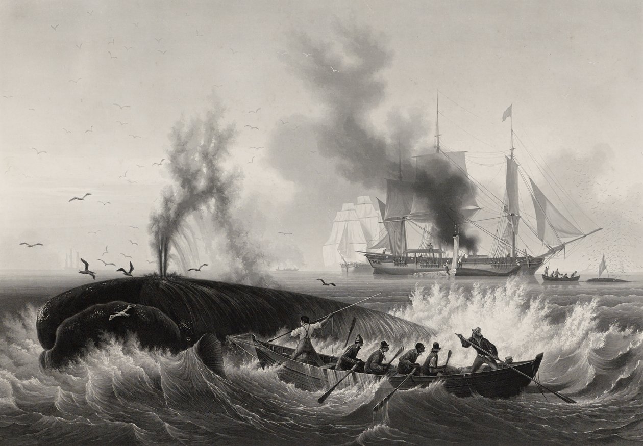Pêche de la Baleine, 1834-35 (akvatint og stik med radering på papir) af Frederic Martens