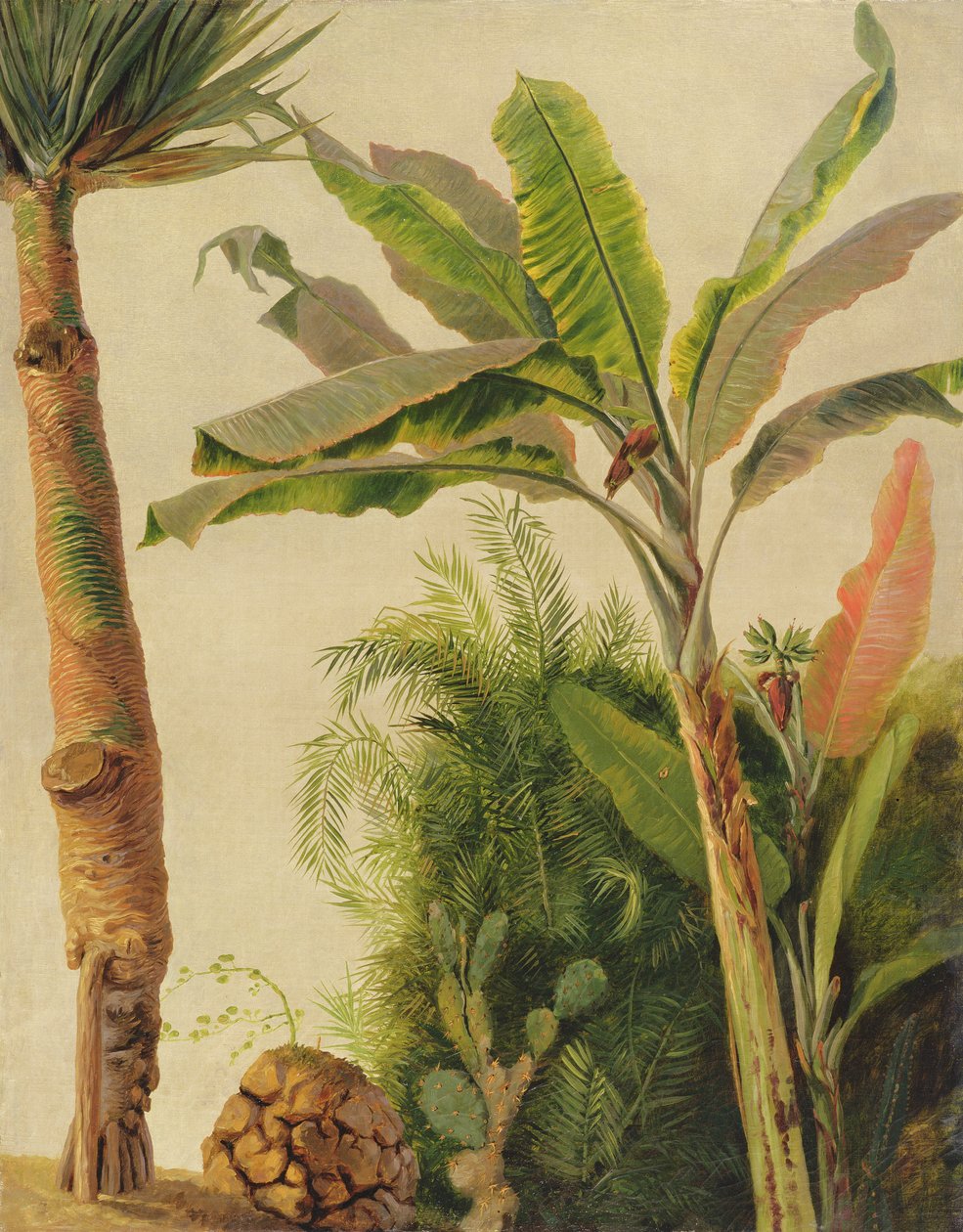 Banana Tree, ca. 1865 (olie på lærred lagt om bord) af Frederic Edwin Church