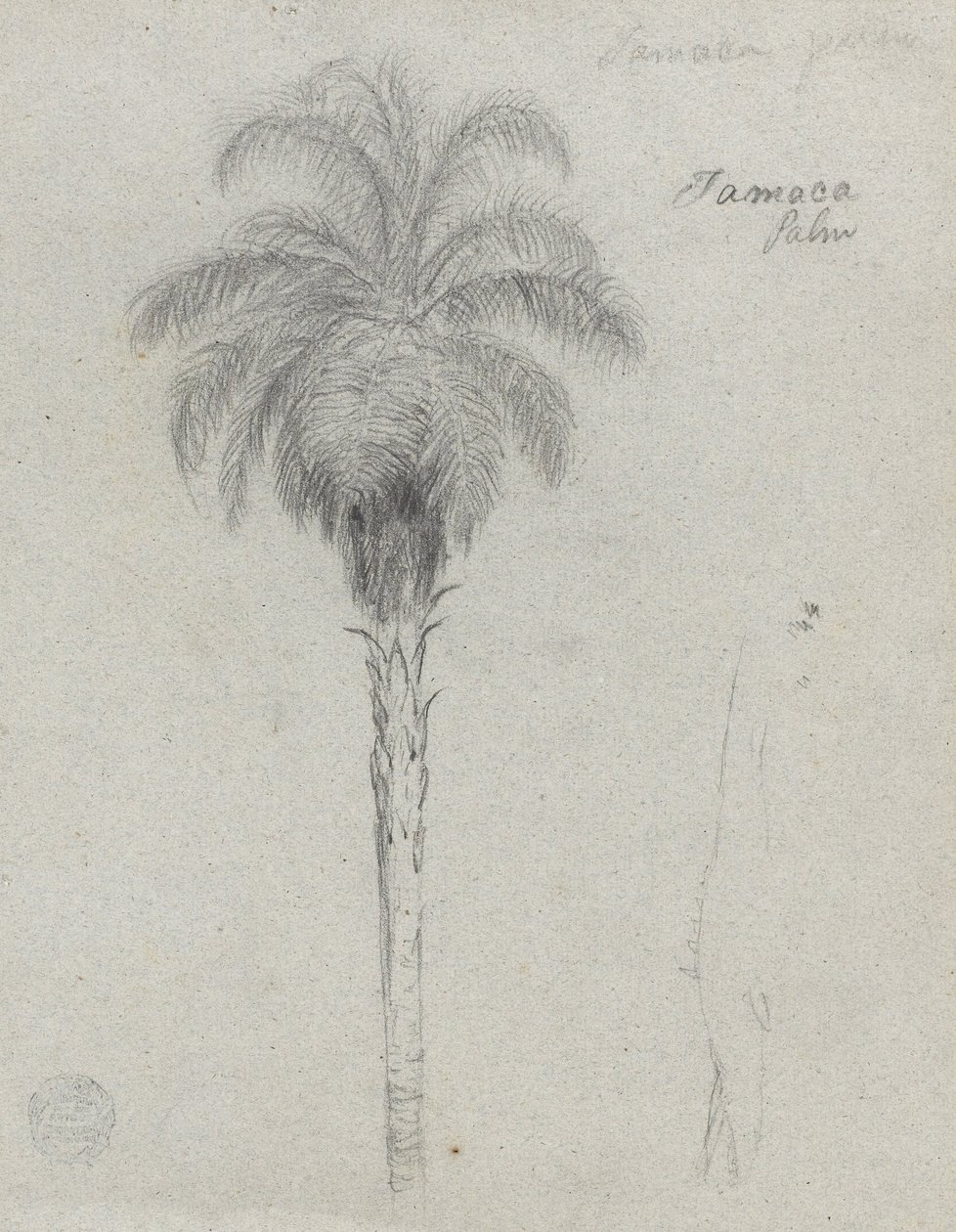 Botanisk skitse, der viser to visninger af Tamaca -palmen af Frederic Edwin Church