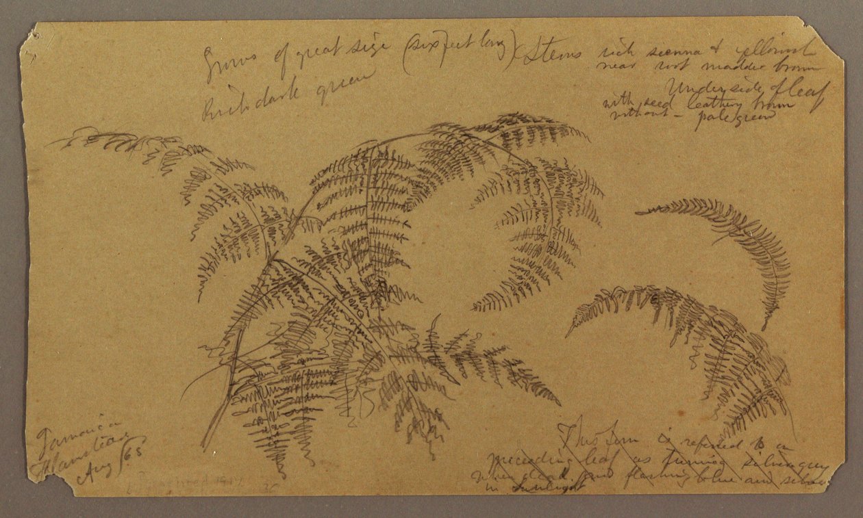 Tegning, botaniske skitser, august 1865 af Frederic Edwin Church