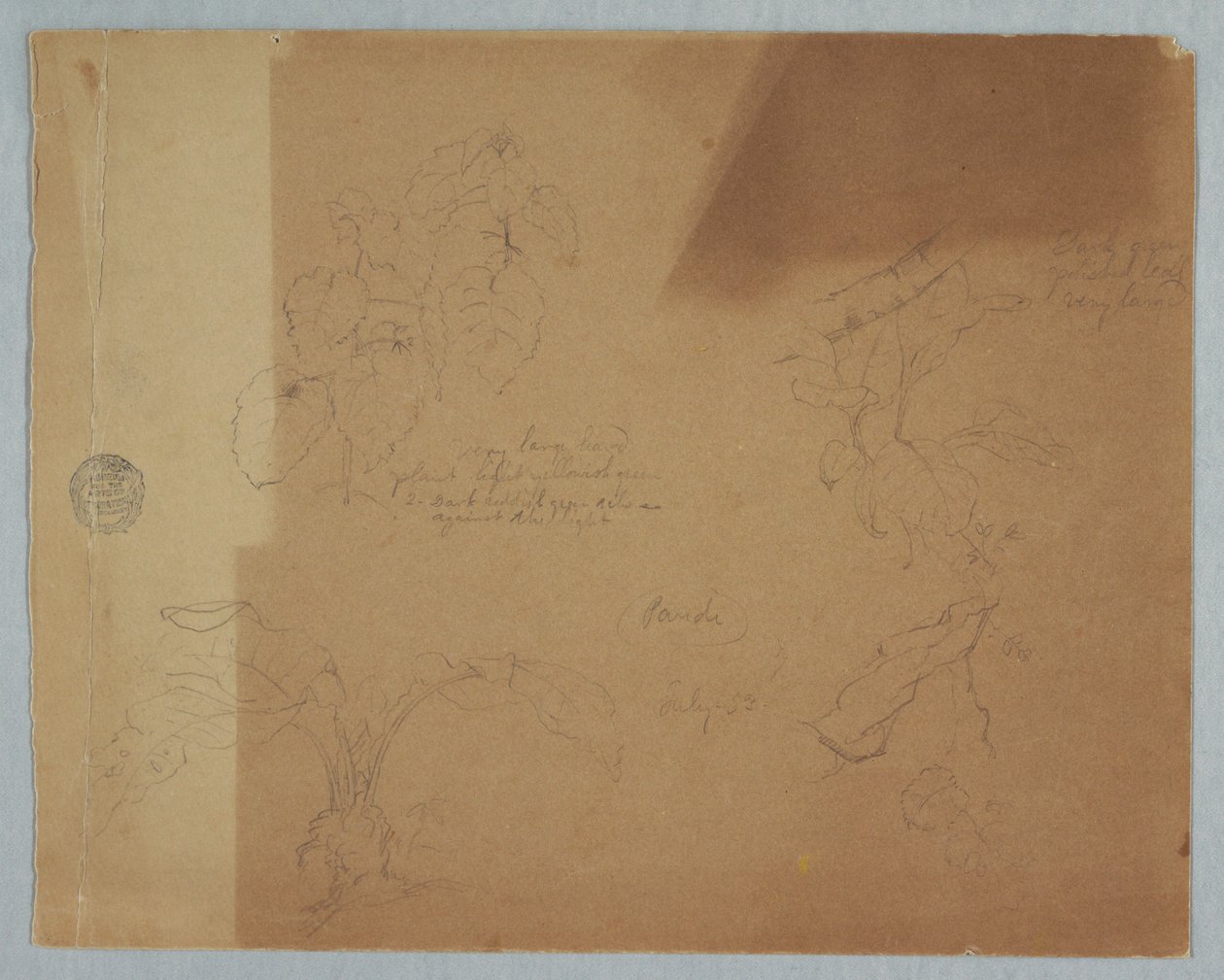 Tegning, botaniske skitser, muligvis Coleus, Pandi, Colombia, juli 1853 af Frederic Edwin Church