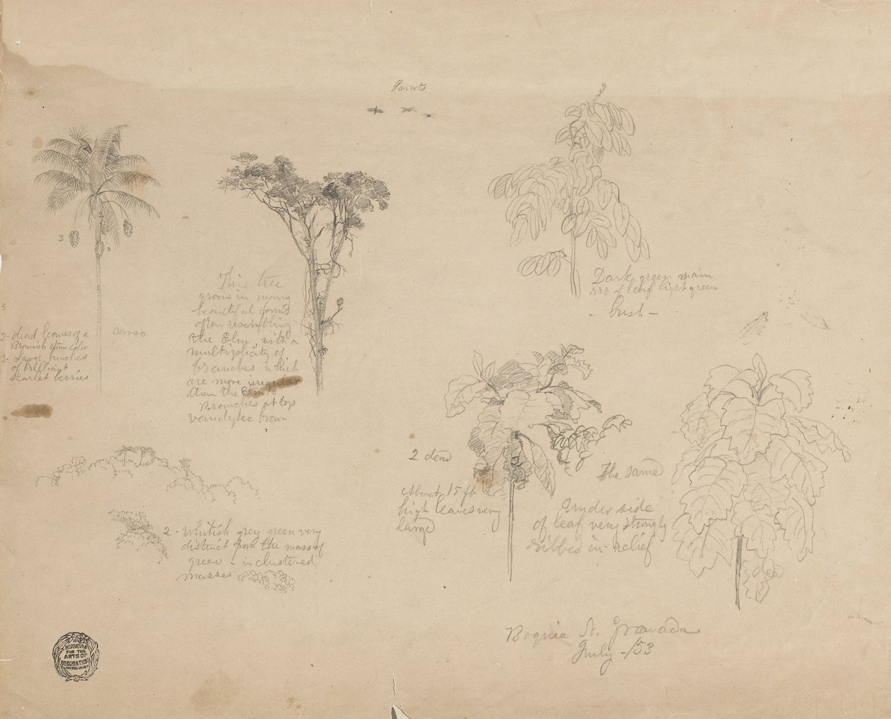 Tegning. Botaniske skitser fra Colombia. af Frederic Edwin Church