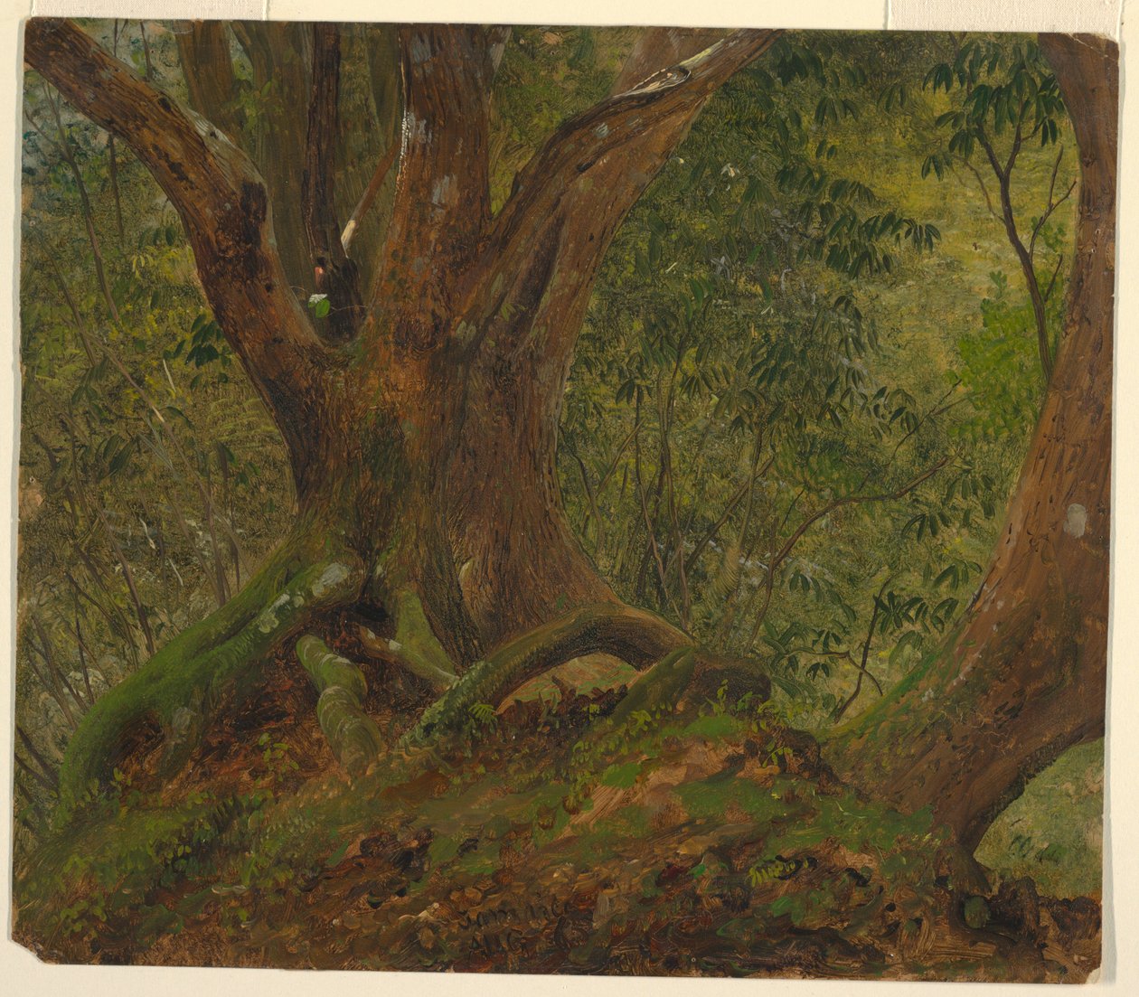 I skoven, Jamaica af Frederic Edwin Church