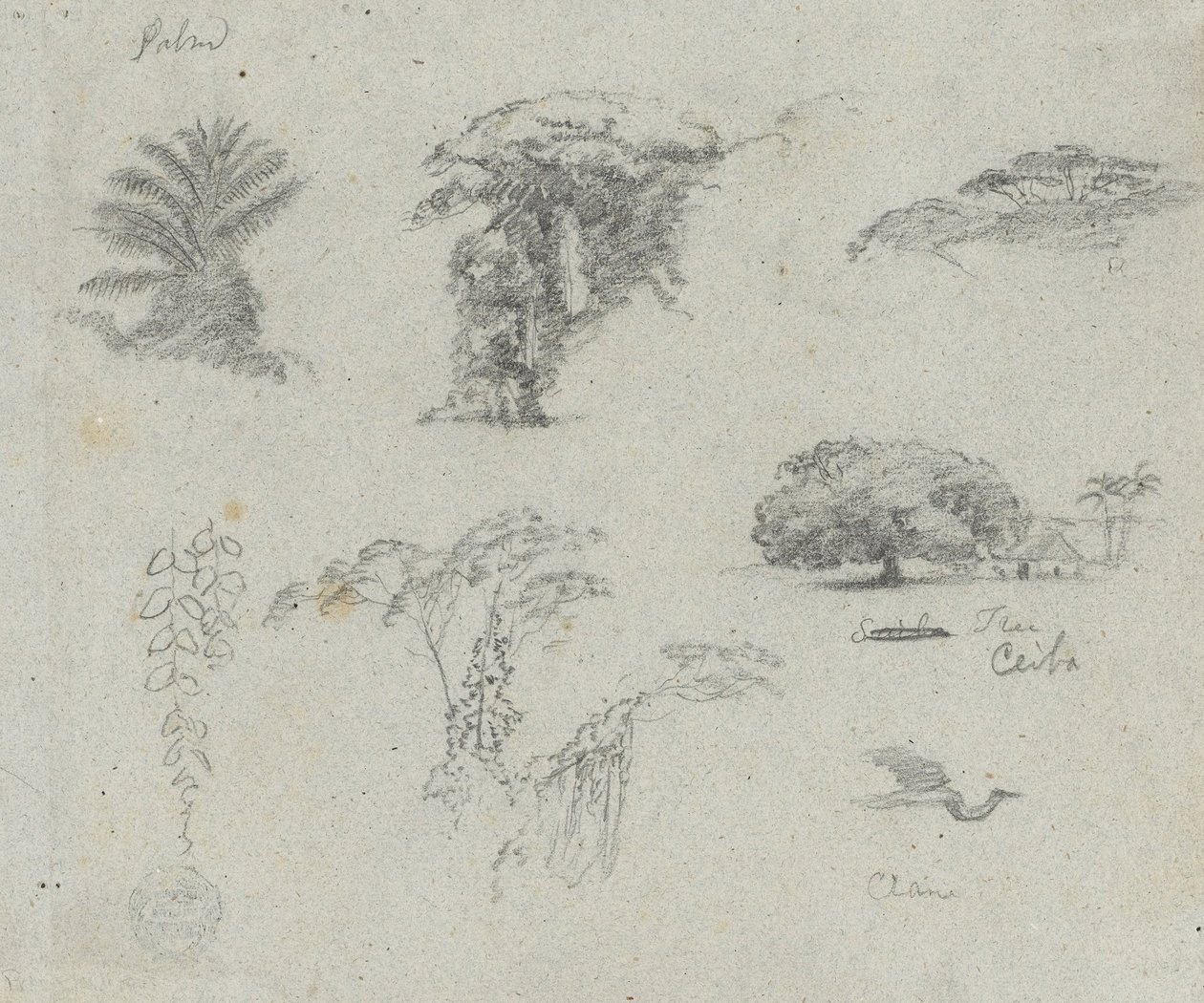 Skitser fra Sydamerika. Botaniske skitser. Flyvende kran. af Frederic Edwin Church