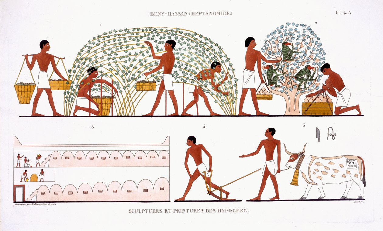 Frugtplukning, fra en sjælden optegnelse af fresker fra Theben, optaget 1819-1822 på sit andet besøg i Egypten af Frederic Cailliaud (1787-1869), farve litho af Frederic (after) Cailliaud
