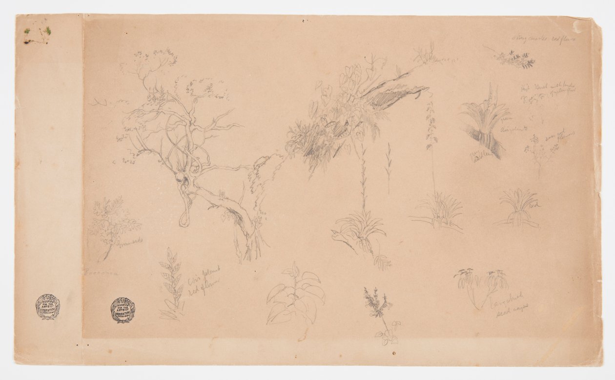 En gruppe på tretten botaniske studier fra Colombia eller Ecuador af Frederic Edwin Church