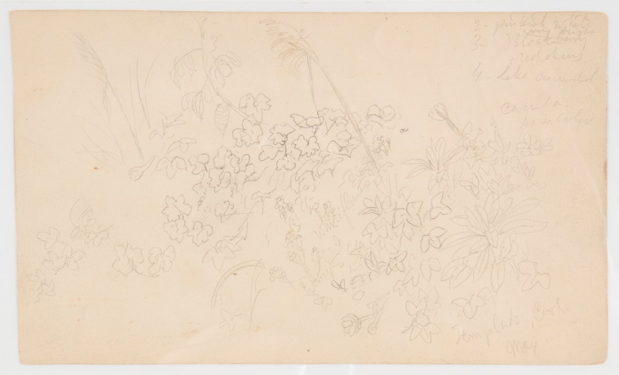 Botaniske skitser af Frederic Edwin Church