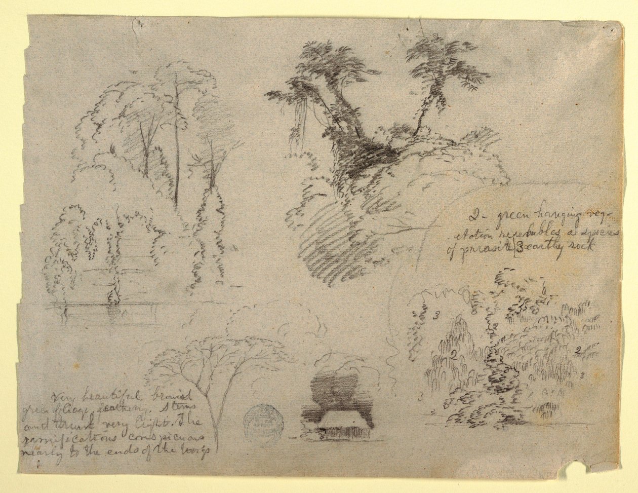Botaniske studier og et hus, sandsynligvis fra Colombia af Frederic Edwin Church