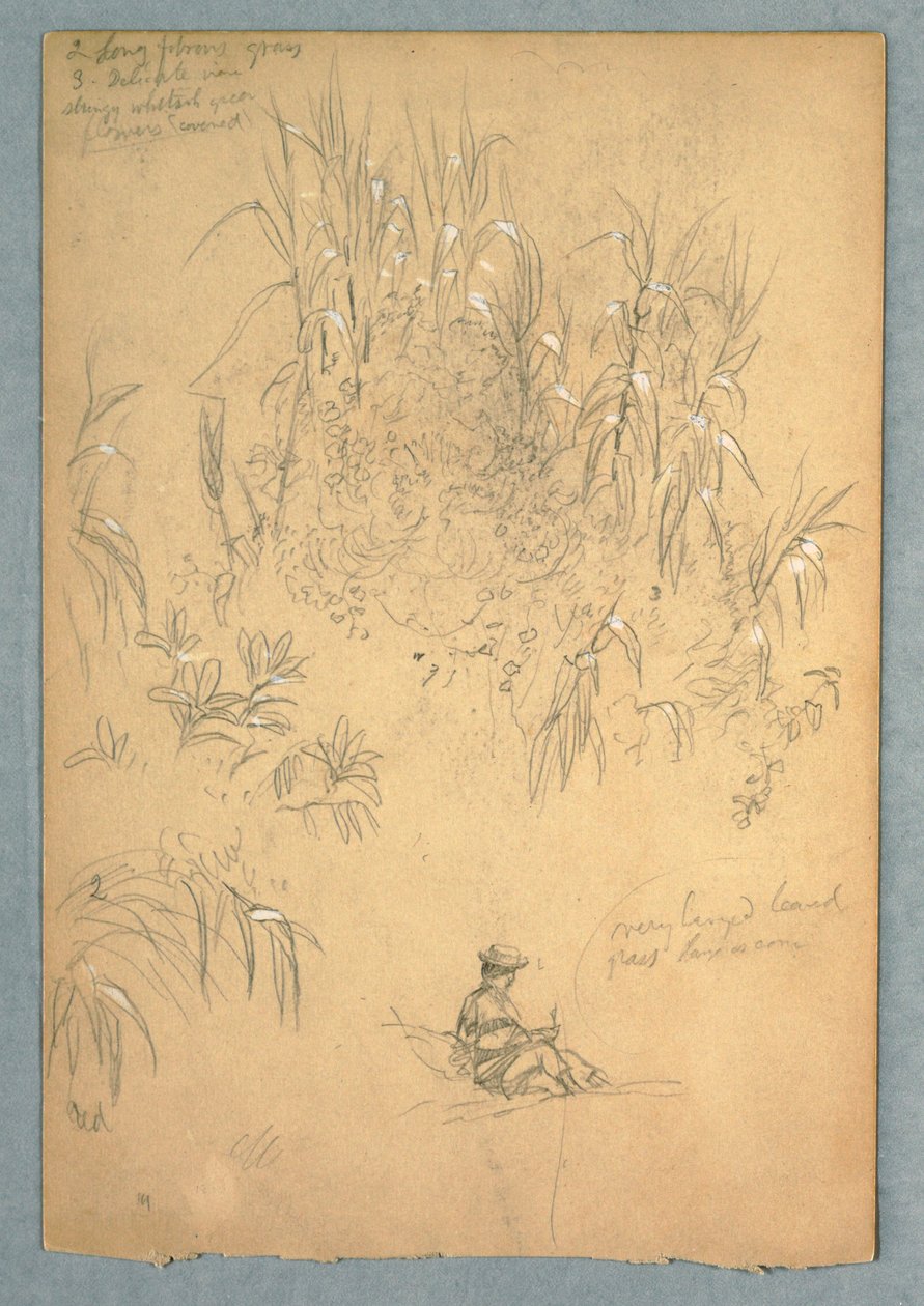 Tegning, Et detaljeret studie af en siddende mand og en gruppe planter, Ecuador, 1857, sandsynligvis maj af Frederic Edwin Church