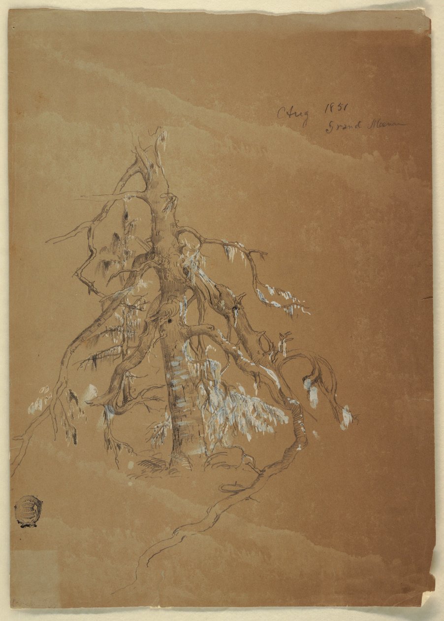Tegning, En knudret stedsegrøn, Grand Manan, Canada, august 1851 af Frederic Edwin Church