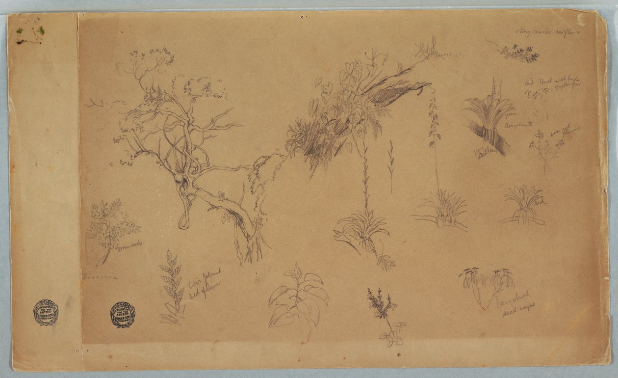 Tegning, En gruppe på 13 botaniske studier fra Colombia eller Ecuador, 1853 af Frederic Edwin Church