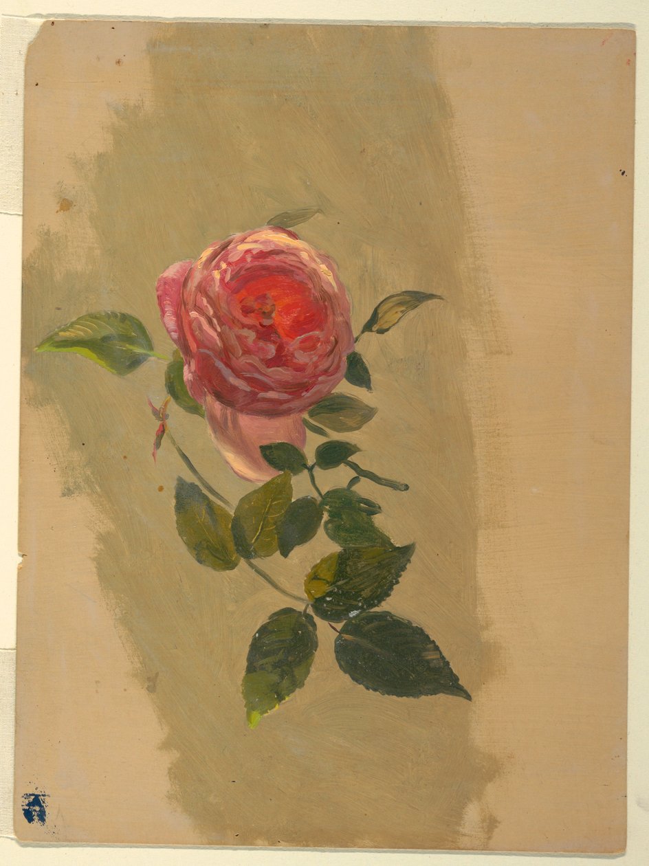 Tegning, En rosengren, 1860-70 af Frederic Edwin Church