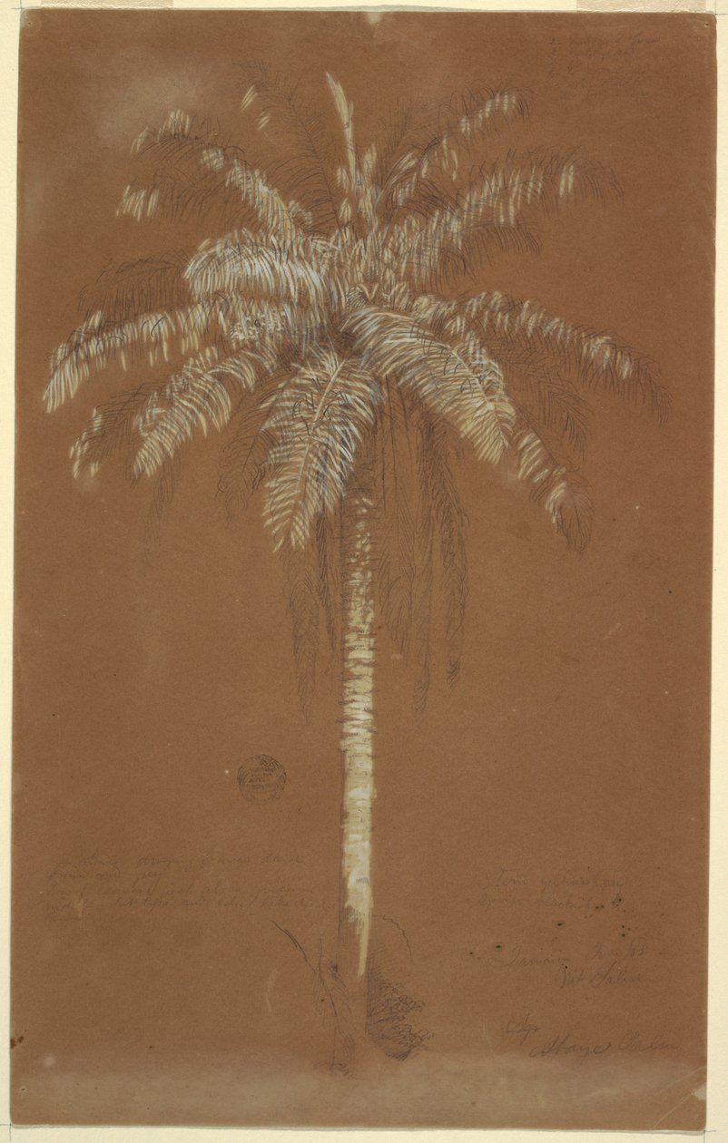 Tegning, Abaye Palm, Mt. Salus, Jamaica, juni 1865 af Frederic Edwin Church