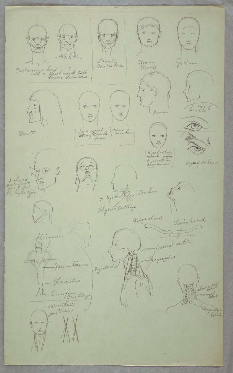 Tegning, anatomiske studier, 1865-70 af Frederic Edwin Church