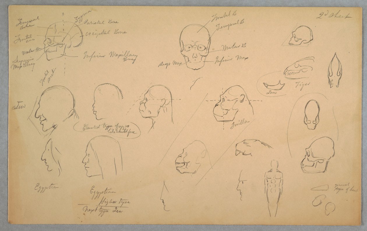 Tegning, anatomiske studier, 1865-70 af Frederic Edwin Church