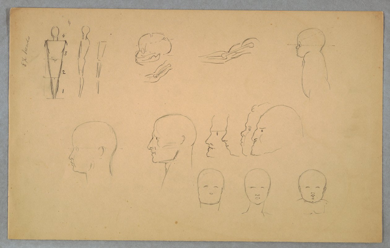 Tegning, anatomiske studier, 1865-70 af Frederic Edwin Church