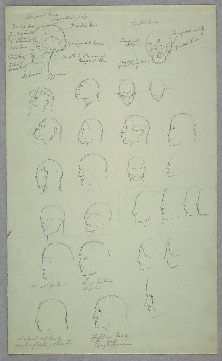 Tegning, anatomiske studier, 1865-70 af Frederic Edwin Church