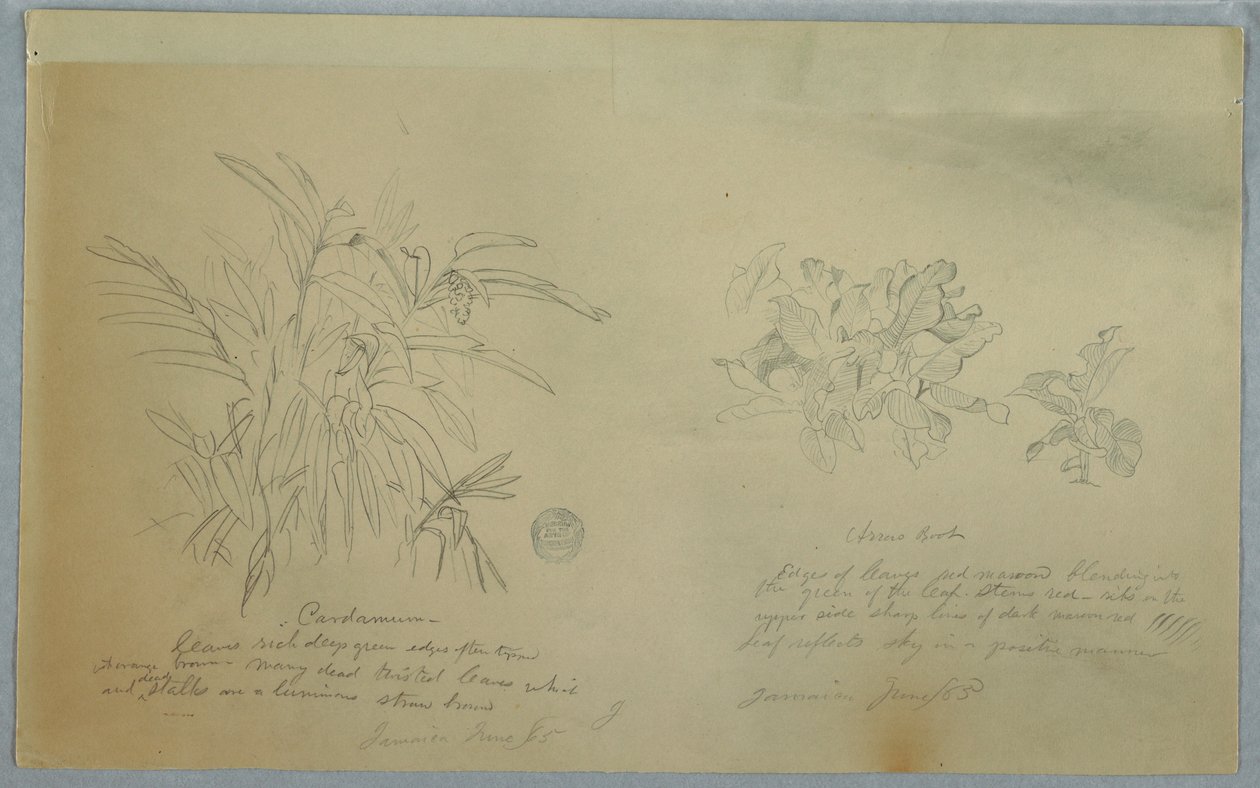 Tegning, studier af arrowroot og kardemomme, Jamaica, juni 1865 af Frederic Edwin Church