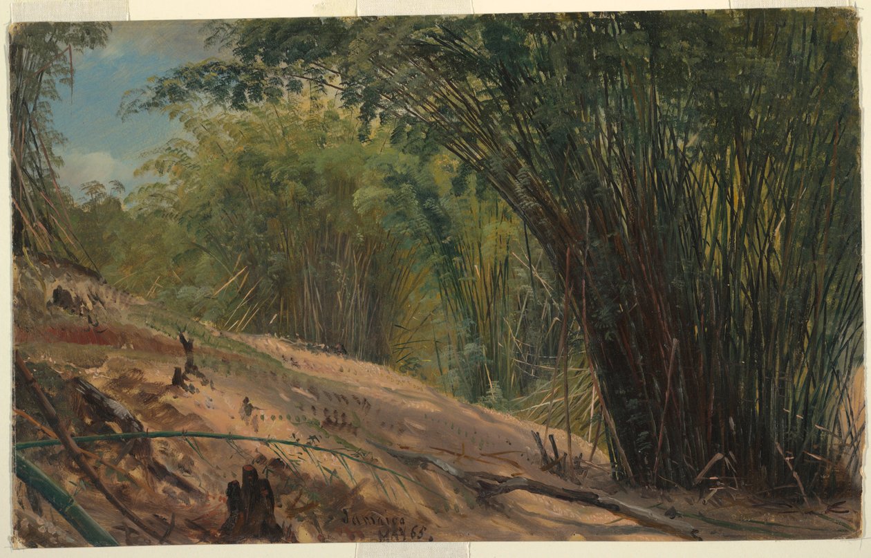Tegning, Bambuslunden, Jamaica, 1865 af Frederic Edwin Church