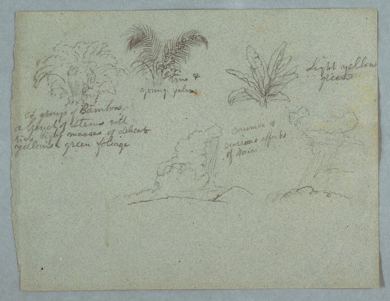 Tegning, bambus, vin og en ung palme, plante og to scener med regn, der falder fra skyer over højdedrag, Rio Magdalena, Colombia, 1853, sandsynligvis maj af Frederic Edwin Church