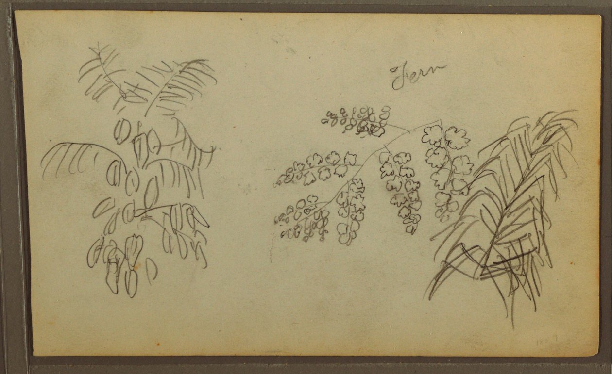Tegning, Botaniske skitser, 1857 af Frederic Edwin Church