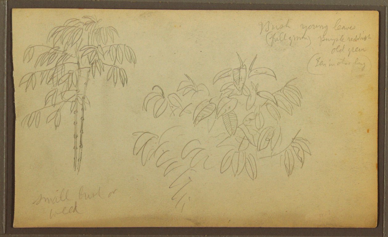 Tegning, Botaniske skitser, 1857 af Frederic Edwin Church