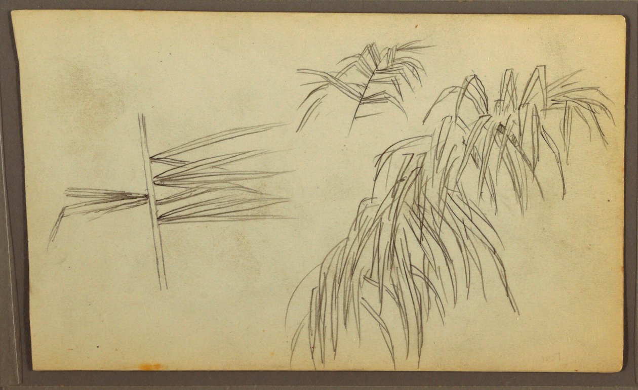 Tegning, Botaniske skitser, 1857 af Frederic Edwin Church