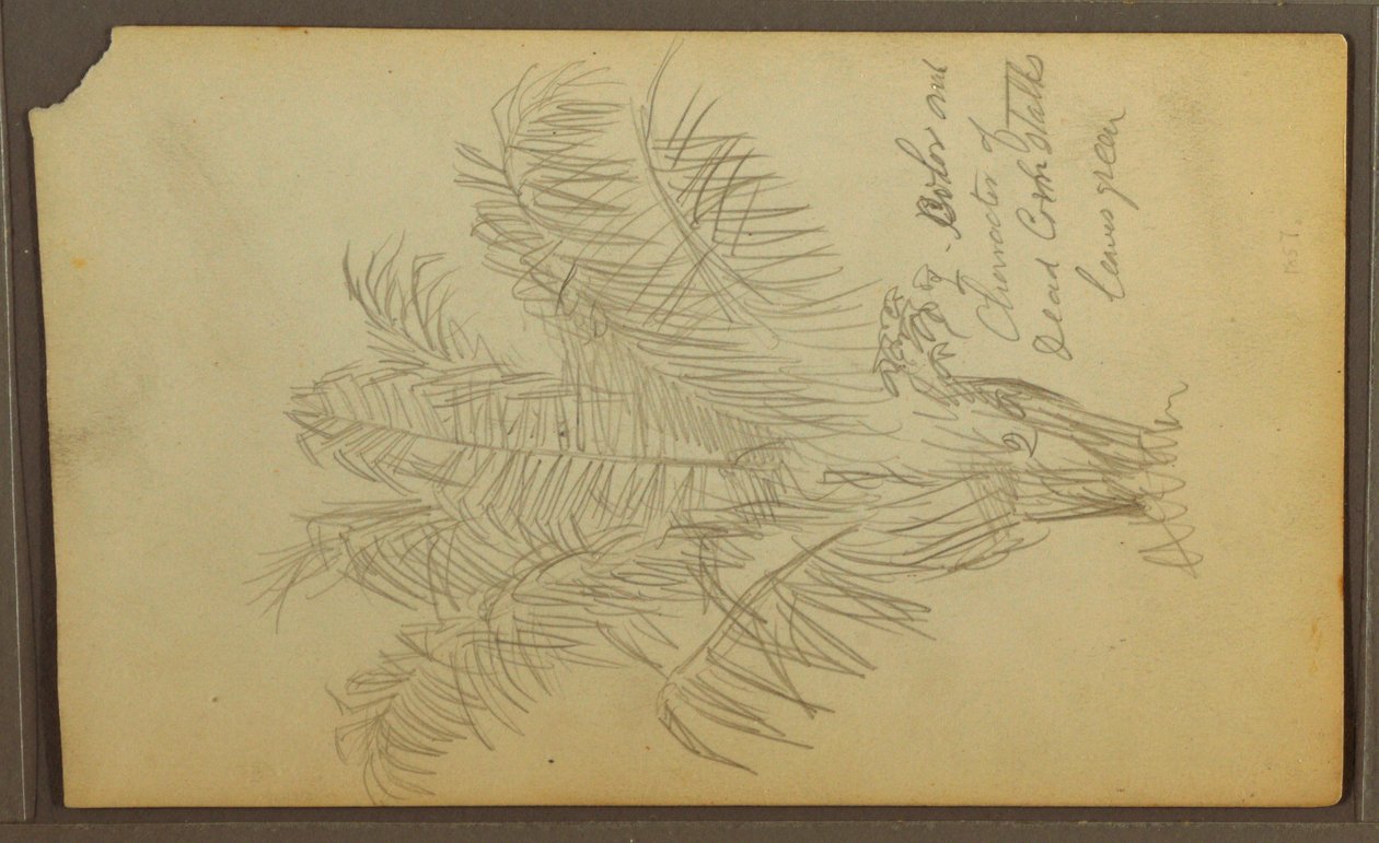 Tegning, Botaniske skitser, 1857 af Frederic Edwin Church