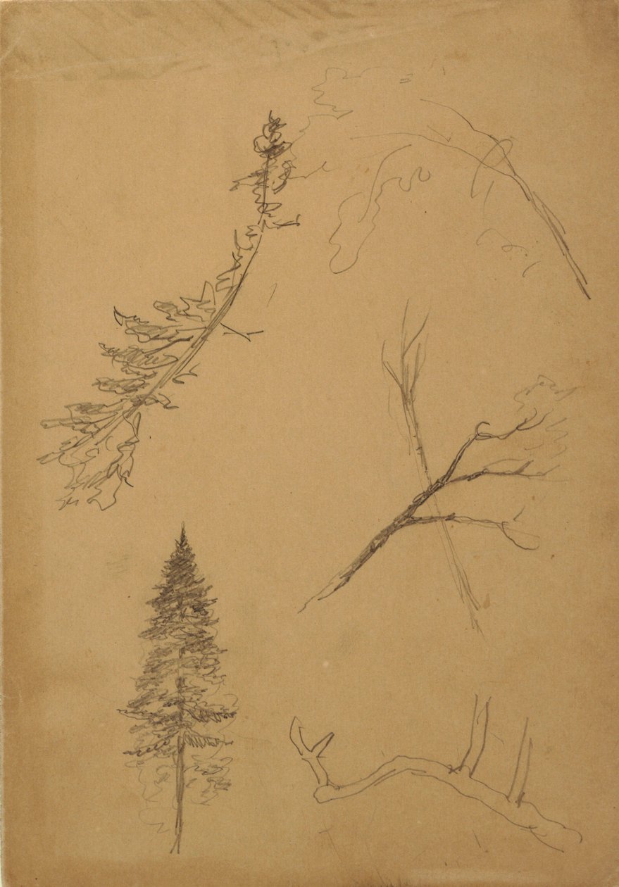 Tegning, Botaniske skitser, 1888 af Frederic Edwin Church