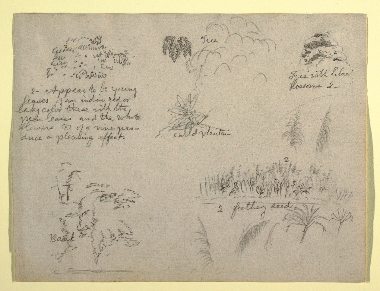 Tegning, botaniske skitser, Colombia, 1853 af Frederic Edwin Church