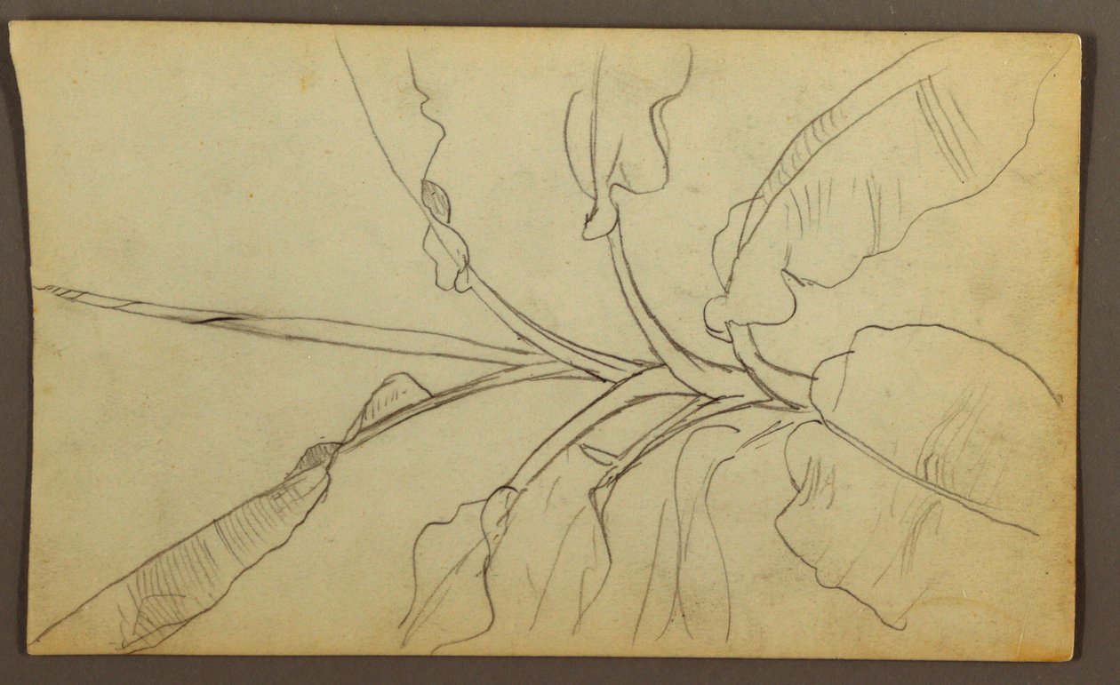 Tegning, Botaniske skitser, Ecuador eller Colombia; bagside: Botaniske skitser, 1857 af Frederic Edwin Church