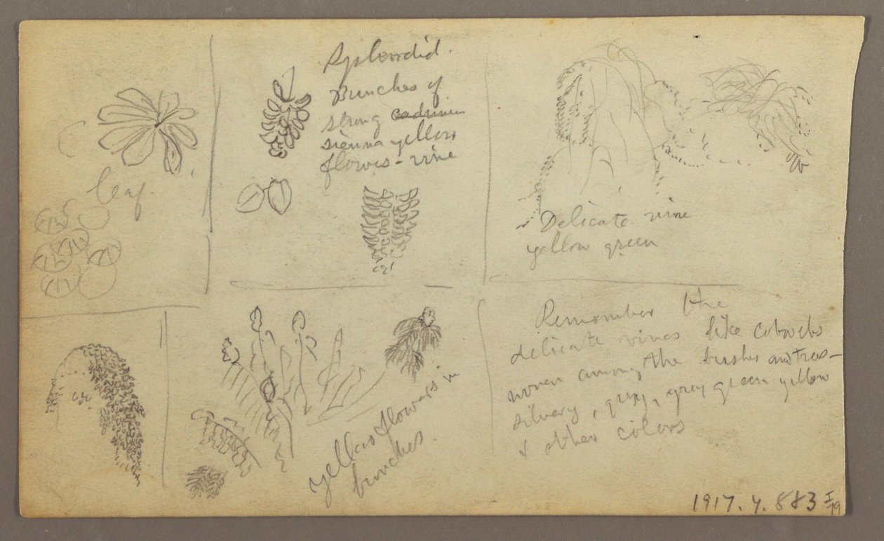 Tegning, Botaniske skitser, Ecuador eller Colombia; bagside: Botaniske skitser, 1857 af Frederic Edwin Church