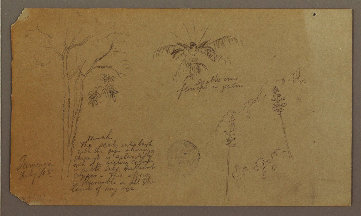 Tegning, botaniske skitser, juli 1865 af Frederic Edwin Church