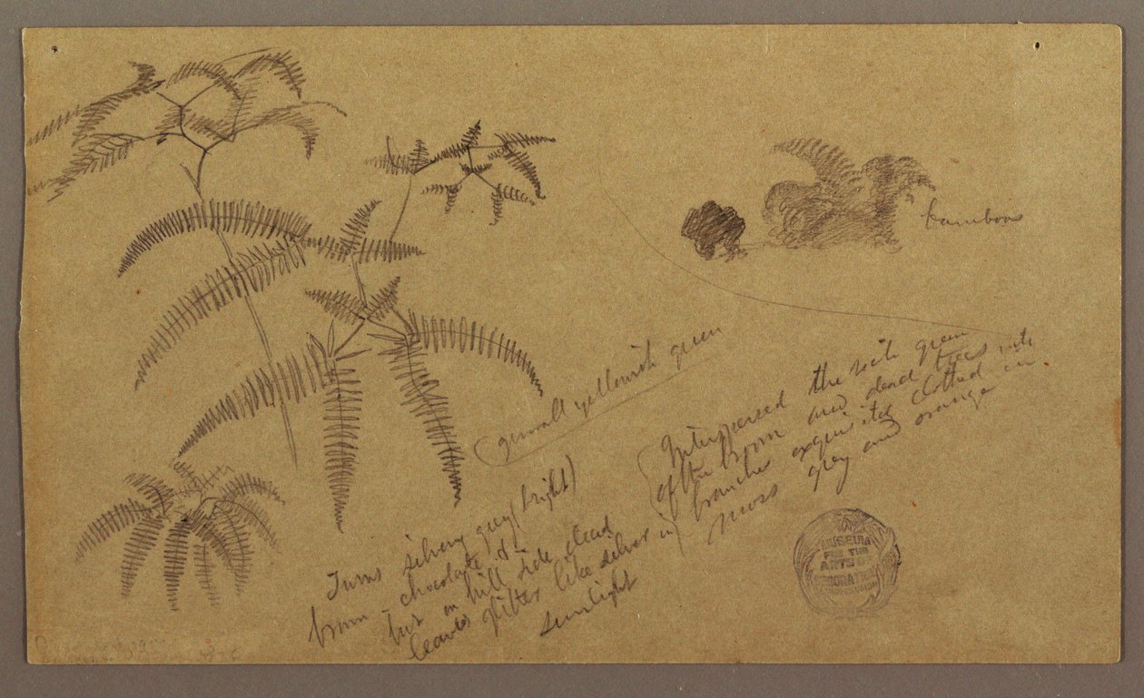 Tegning, botaniske skitser, maj-august 1865 af Frederic Edwin Church