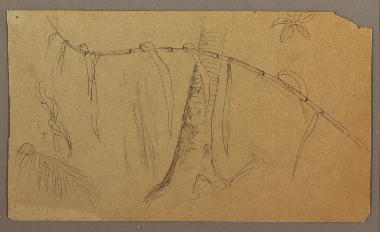Tegning, botaniske skitser, maj-august 1865 af Frederic Edwin Church