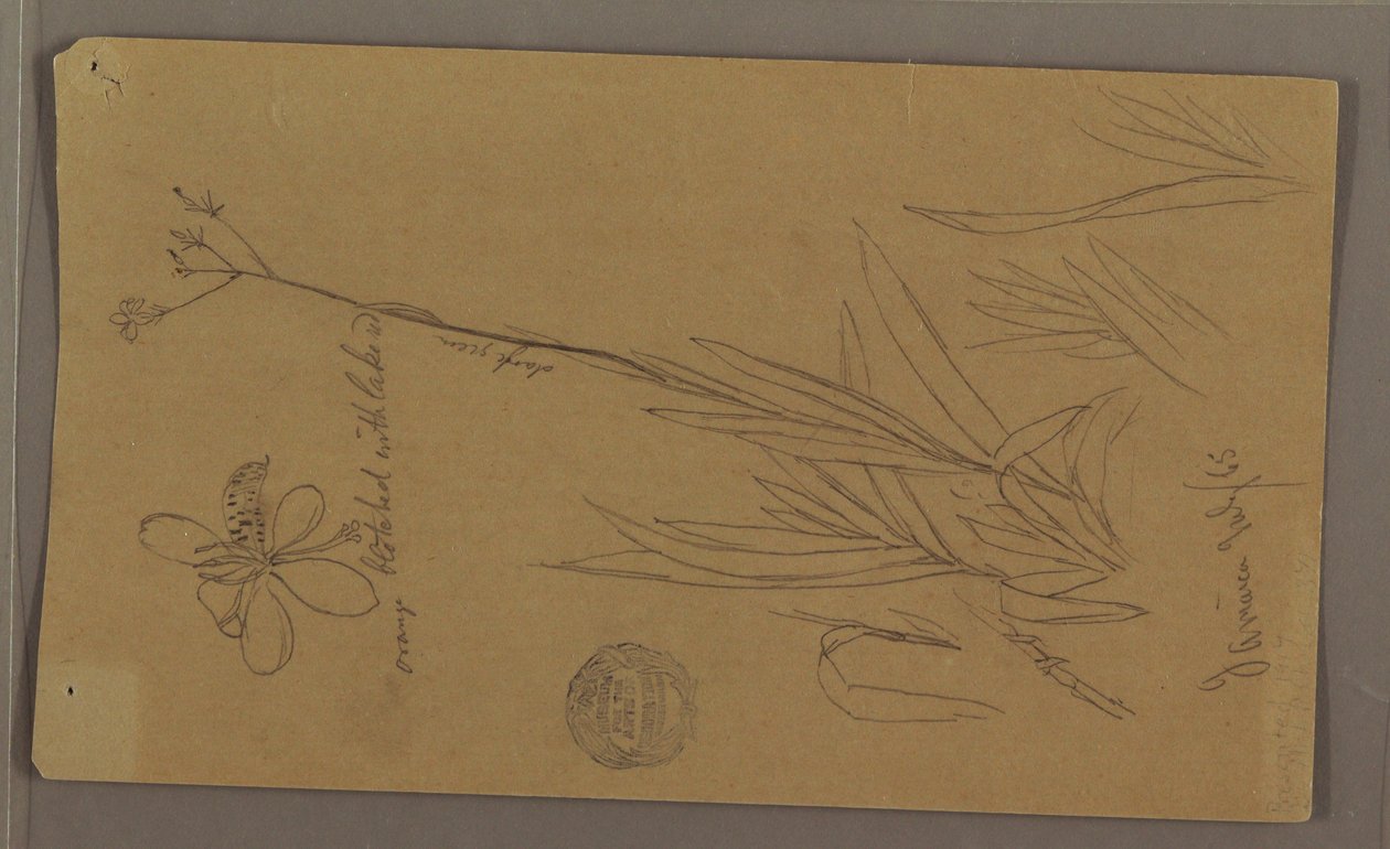 Tegning, botaniske skitser, der viser detaljer af en plante, Jamaica, juli 1865 af Frederic Edwin Church