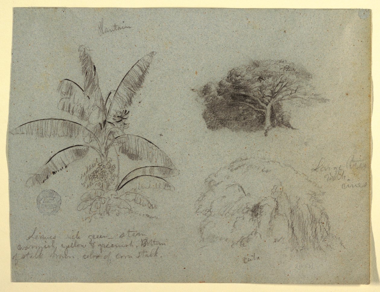 Tegning, Botaniske skitser, Sydamerika, maj 1853  af Frederic Edwin Church