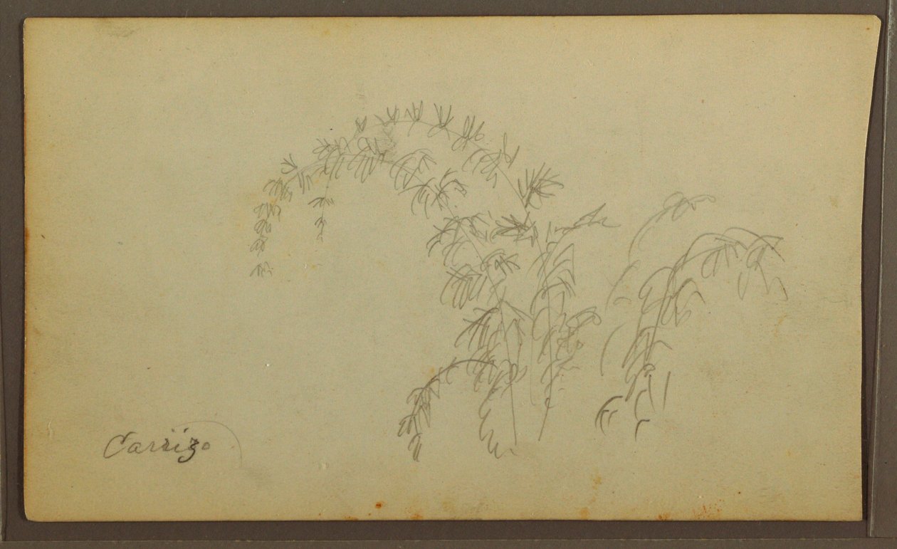 Tegning, Botaniske skitser; bagside: Botaniske skitser, 1857 af Frederic Edwin Church