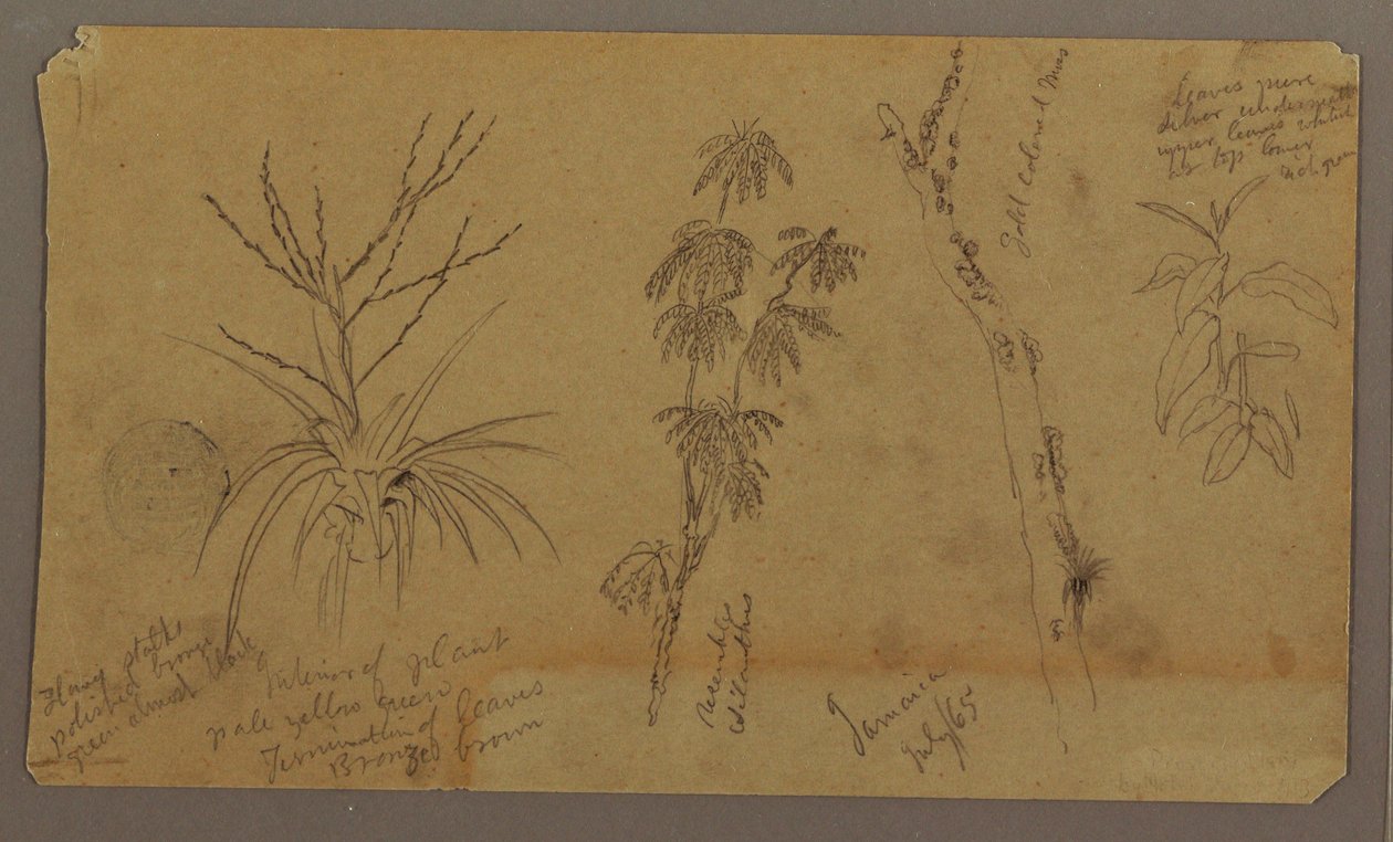 Tegning, botaniske skitser; bagside: Skyer, juli 1865 af Frederic Edwin Church