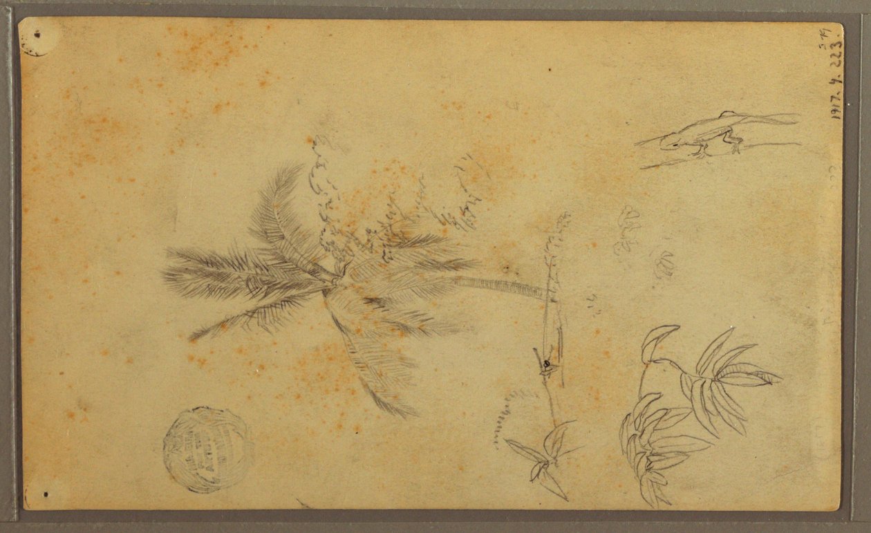 Tegning, botaniske skitser; bagside: firben, palme, 1857 af Frederic Edwin Church